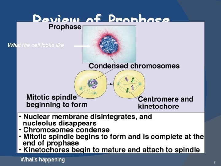 Review of Prophase What the cell looks like What’s happening 8 