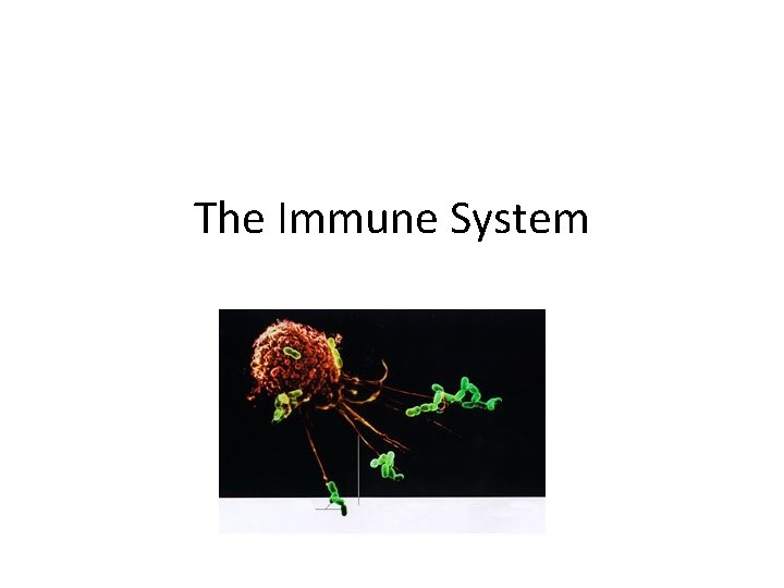 The Immune System 