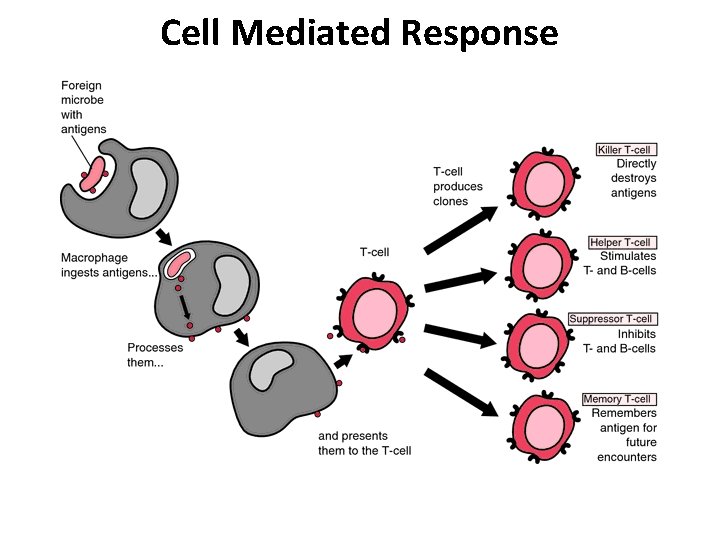 Cell Mediated Response 