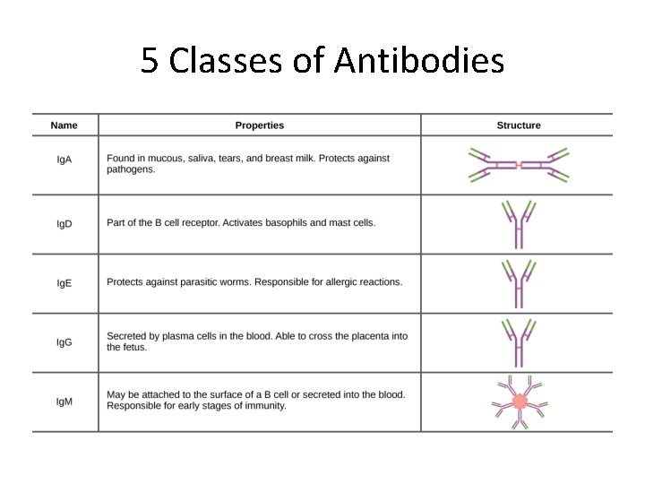 5 Classes of Antibodies 