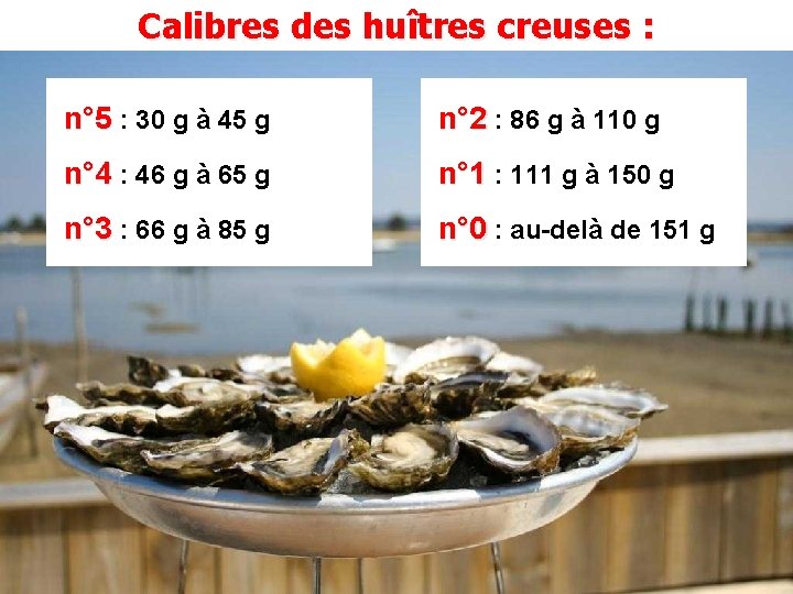 Calibres des huîtres creuses : n° 5 : 30 g à 45 g n°