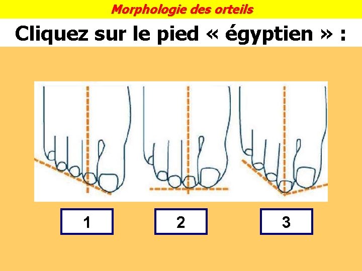 Morphologie des orteils Cliquez sur le pied « égyptien » : 1 2 3