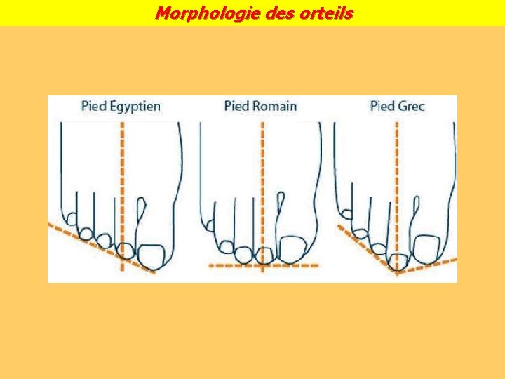 Morphologie des orteils 