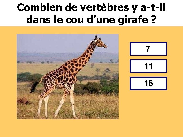 Combien de vertèbres y a-t-il dans le cou d’une girafe ? 7 11 15