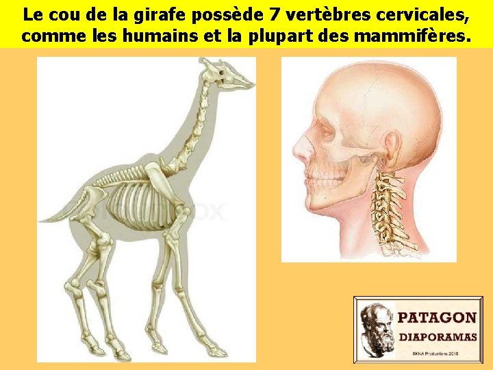 Le cou de la girafe possède 7 vertèbres cervicales, comme les humains et la