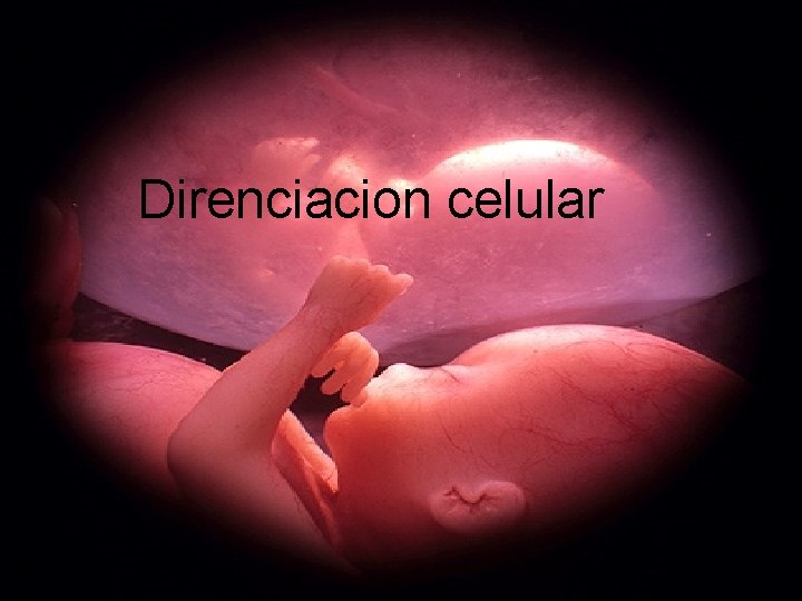 Diferenciación Direnciacion celular Celular 