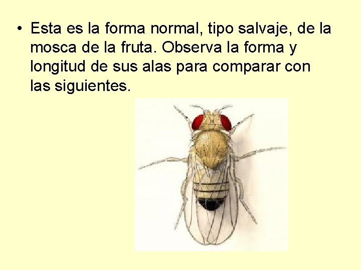  • Esta es la forma normal, tipo salvaje, de la mosca de la