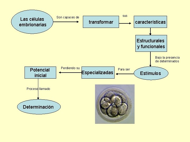 Las células embrionarias sus Son capaces de transformar características Estructurales y funcionales Bajo la