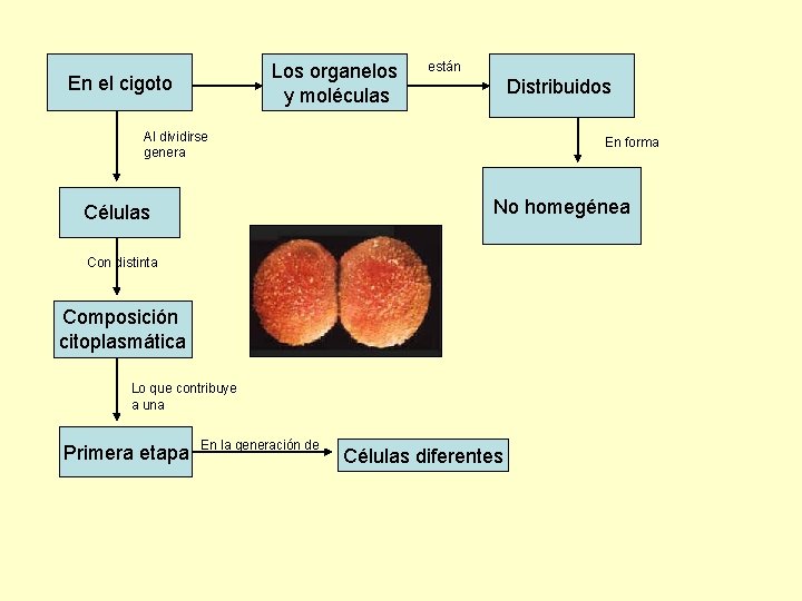 Los organelos y moléculas En el cigoto están Distribuidos Al dividirse genera En forma