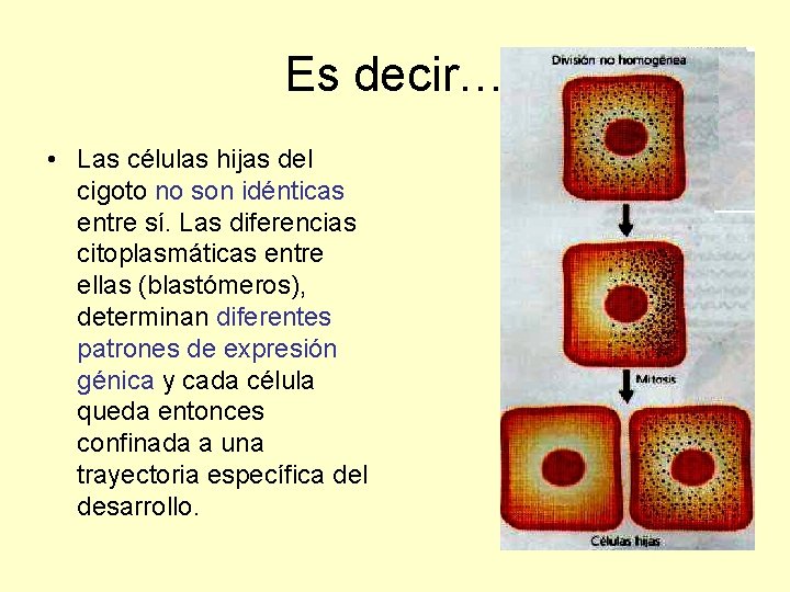 Es decir… • Las células hijas del cigoto no son idénticas entre sí. Las