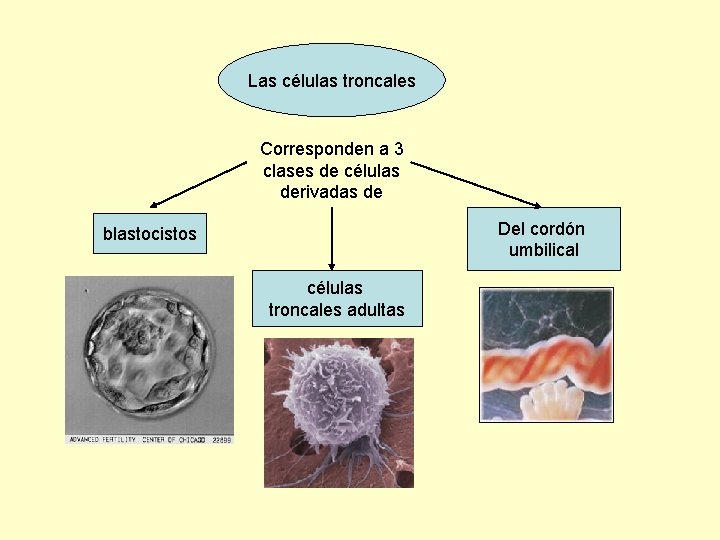 Las células troncales Corresponden a 3 clases de células derivadas de Del cordón umbilical