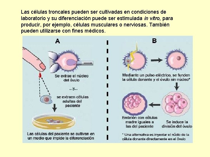 Las células troncales pueden ser cultivadas en condiciones de laboratorio y su diferenciación puede