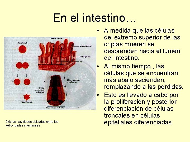 En el intestino… Criptas: cavidades ubicadas entre las vellocidades intestinales. • A medida que