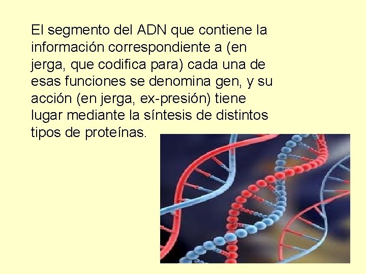El segmento del ADN que contiene la información correspondiente a (en jerga, que codifica
