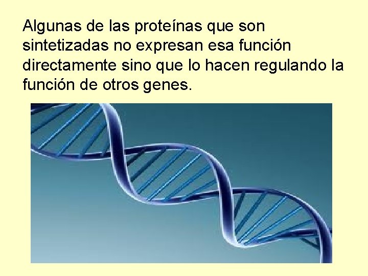 Algunas de las proteínas que son sintetizadas no expresan esa función directamente sino que