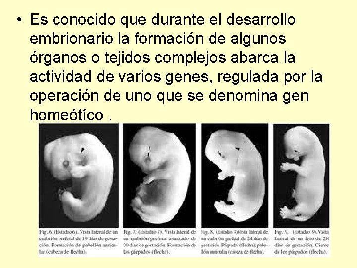  • Es conocido que durante el desarrollo embrionario la formación de algunos órganos