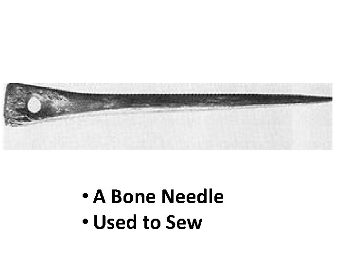  • A Bone Needle • Used to Sew 