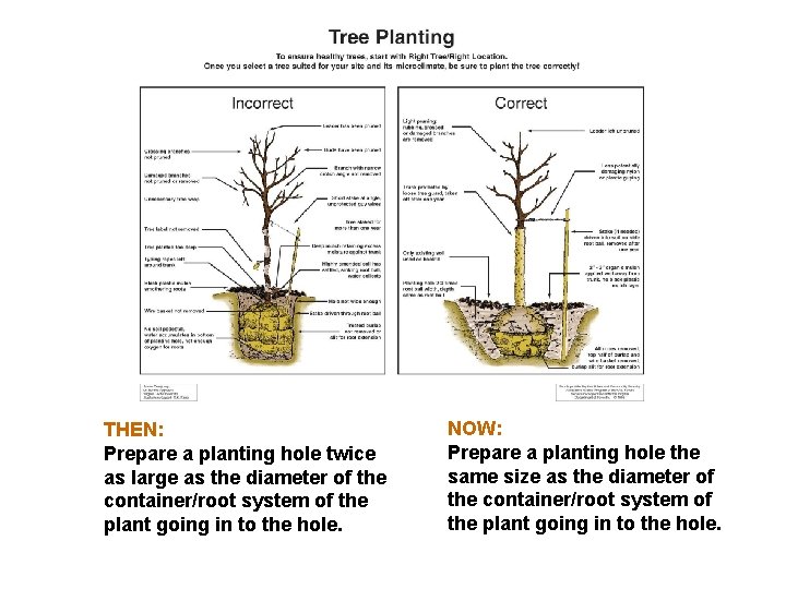 THEN: Prepare a planting hole twice as large as the diameter of the container/root