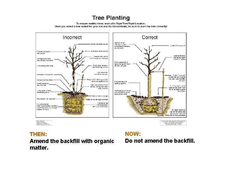 THEN: Amend the backfill with organic matter. NOW: Do not amend the backfill. 