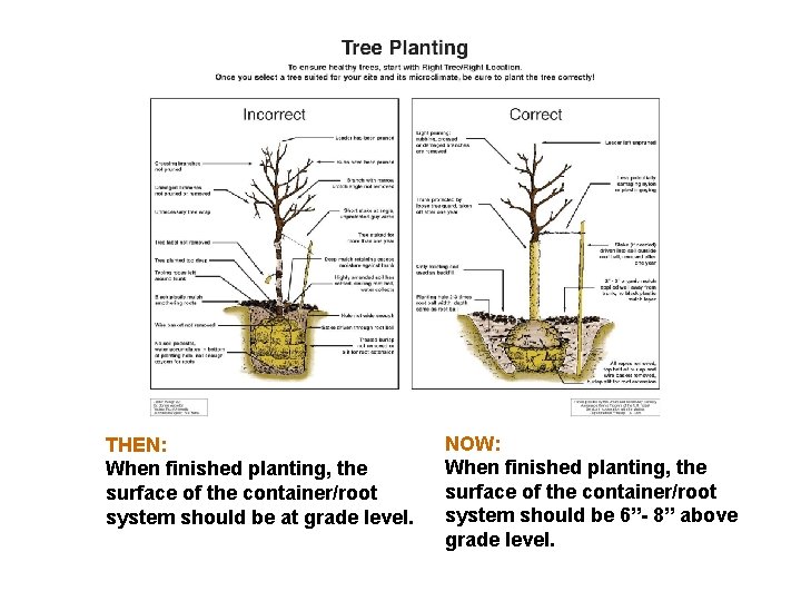 THEN: When finished planting, the surface of the container/root system should be at grade
