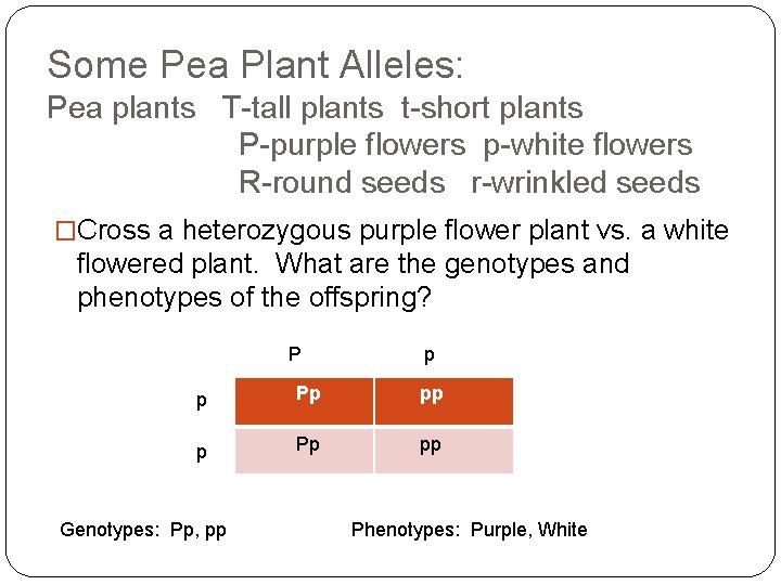 Some Pea Plant Alleles: Pea plants T-tall plants t-short plants P-purple flowers p-white flowers