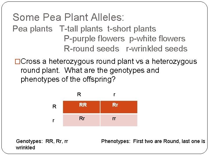 Some Pea Plant Alleles: Pea plants T-tall plants t-short plants P-purple flowers p-white flowers