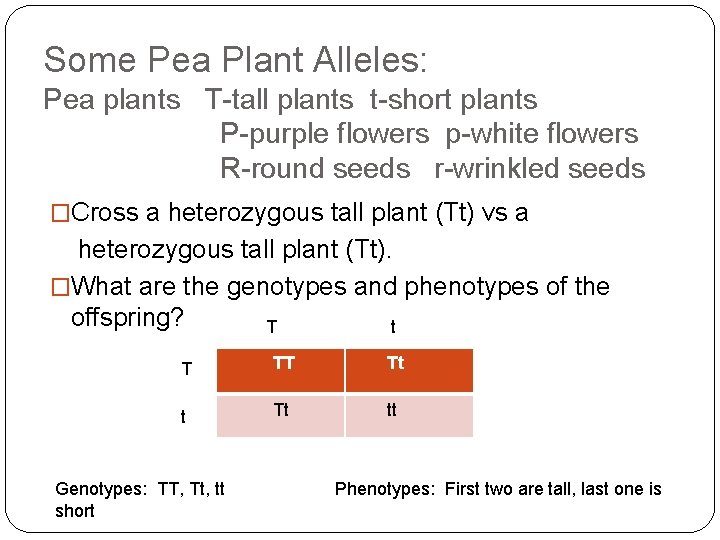 Some Pea Plant Alleles: Pea plants T-tall plants t-short plants P-purple flowers p-white flowers