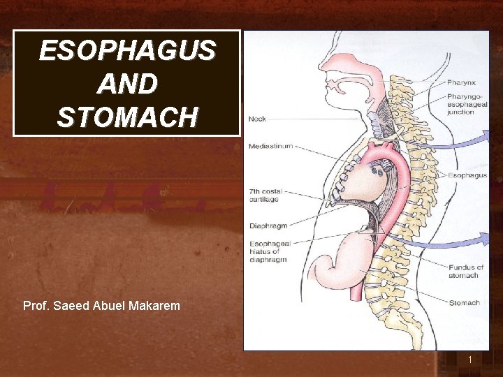 ESOPHAGUS AND STOMACH Prof. Saeed Abuel Makarem 1 