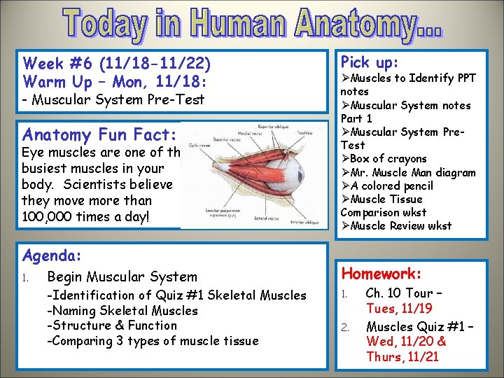 Week #6 (11/18 -11/22) Warm Up – Mon, 11/18: - Muscular System Pre-Test Anatomy