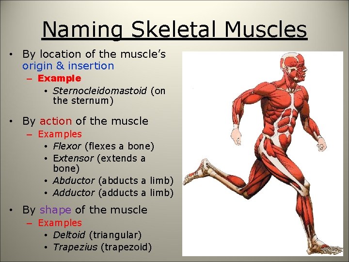 Naming Skeletal Muscles • By location of the muscle’s origin & insertion – Example