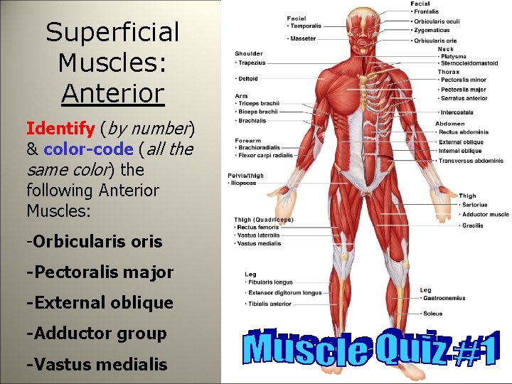 Superficial Muscles: Anterior Identify (by number) & color-code (all the same color) the following