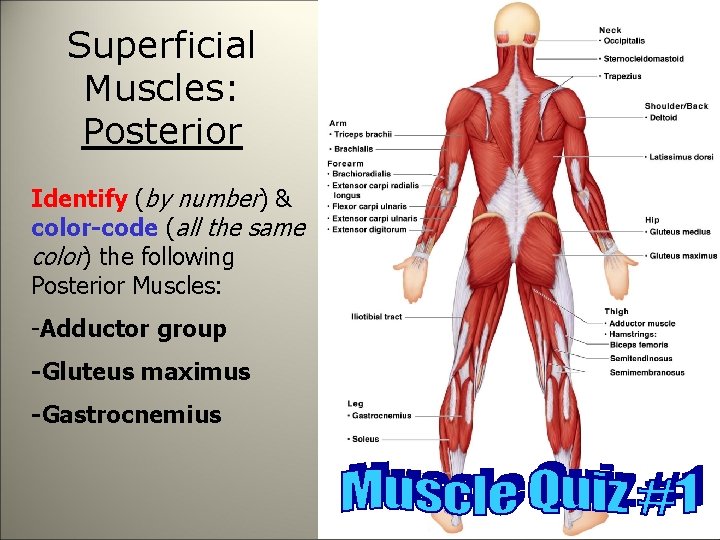 Superficial Muscles: Posterior Identify (by number) & color-code (all the same color) the following