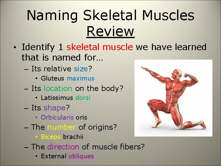 Naming Skeletal Muscles Review • Identify 1 skeletal muscle we have learned that is
