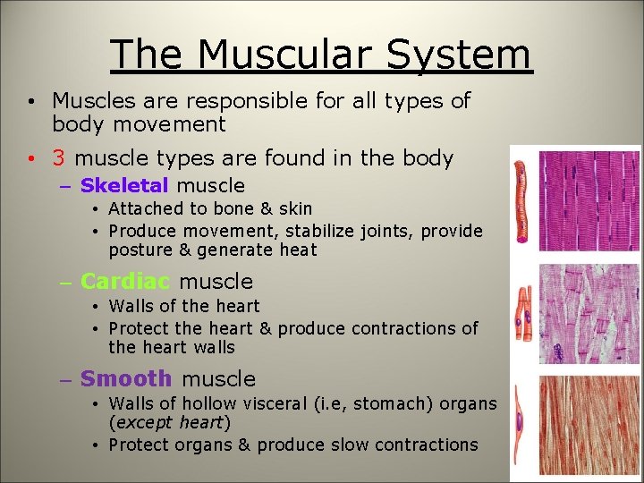 The Muscular System • Muscles are responsible for all types of body movement •