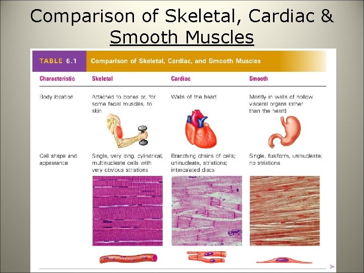 Comparison of Skeletal, Cardiac & Smooth Muscles 