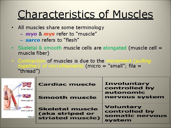 Characteristics of Muscles • All muscles share some terminology – myo & mys refer