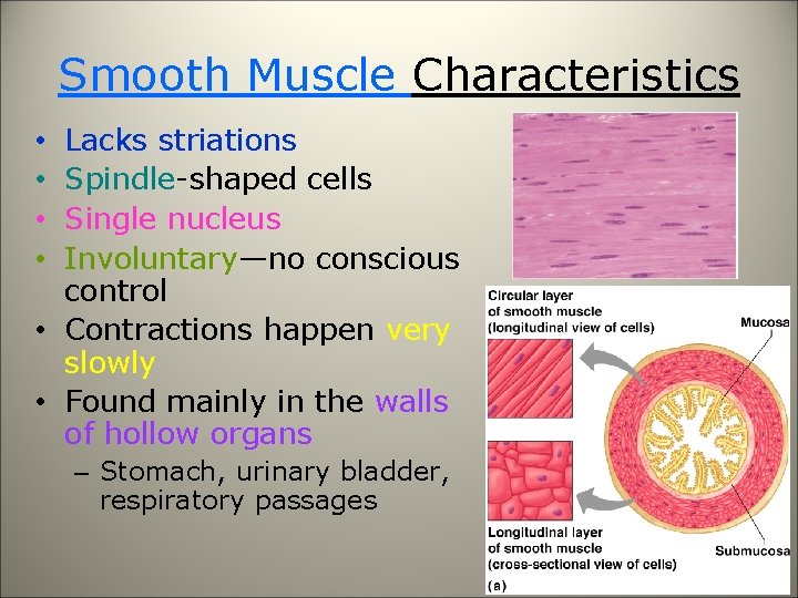 Smooth Muscle Characteristics Lacks striations Spindle-shaped cells Single nucleus Involuntary—no conscious control • Contractions