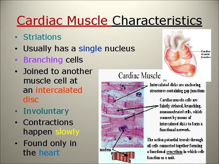 Cardiac Muscle Characteristics Striations Usually has a single nucleus Branching cells Joined to another