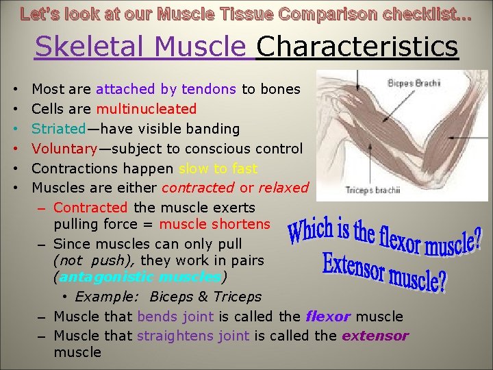 Let’s look at our Muscle Tissue Comparison checklist… Skeletal Muscle Characteristics • • •