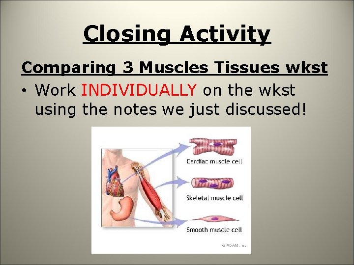 Closing Activity Comparing 3 Muscles Tissues wkst • Work INDIVIDUALLY on the wkst using