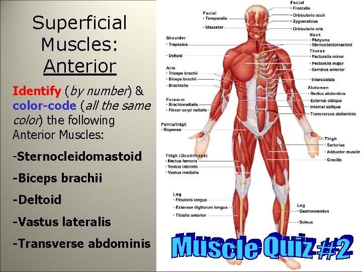 Superficial Muscles: Anterior Identify (by number) & color-code (all the same color) the following