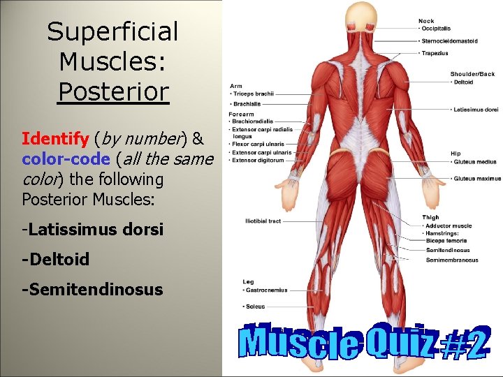 Superficial Muscles: Posterior Identify (by number) & color-code (all the same color) the following