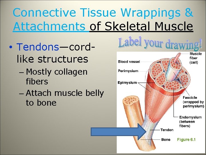 Connective Tissue Wrappings & Attachments of Skeletal Muscle • Tendons—cordlike structures – Mostly collagen