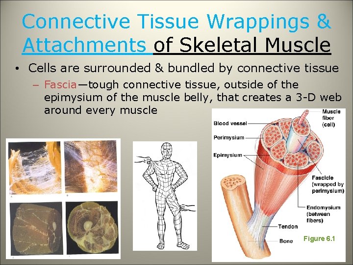 Connective Tissue Wrappings & Attachments of Skeletal Muscle • Cells are surrounded & bundled