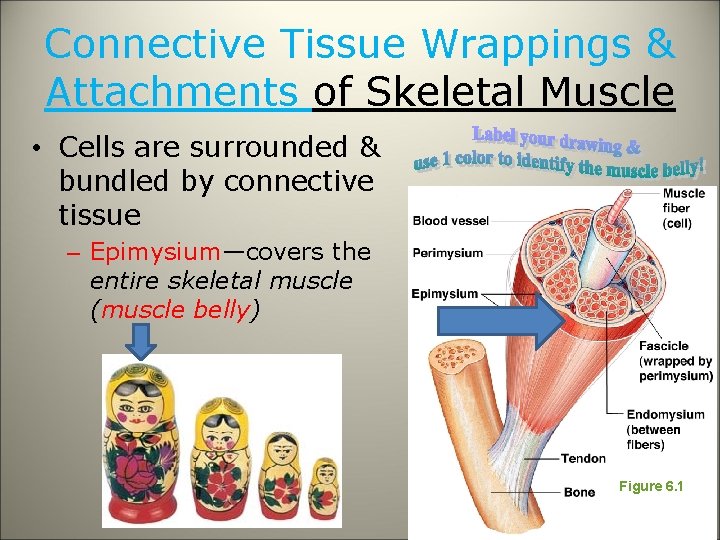 Connective Tissue Wrappings & Attachments of Skeletal Muscle • Cells are surrounded & bundled