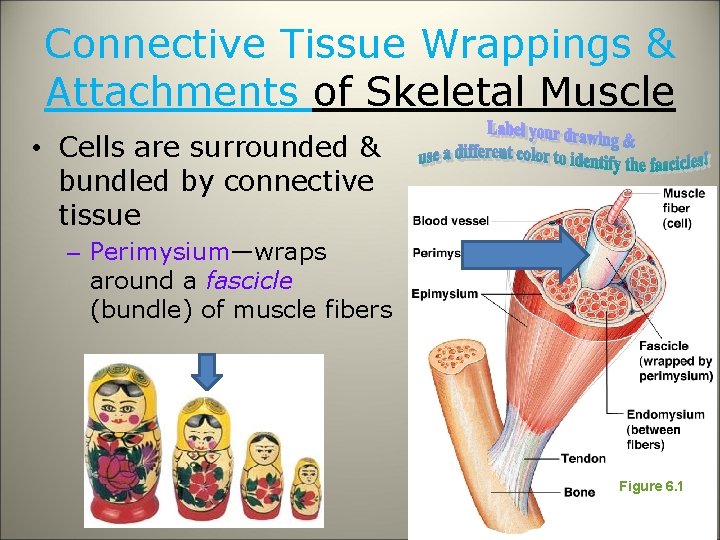 Connective Tissue Wrappings & Attachments of Skeletal Muscle • Cells are surrounded & bundled