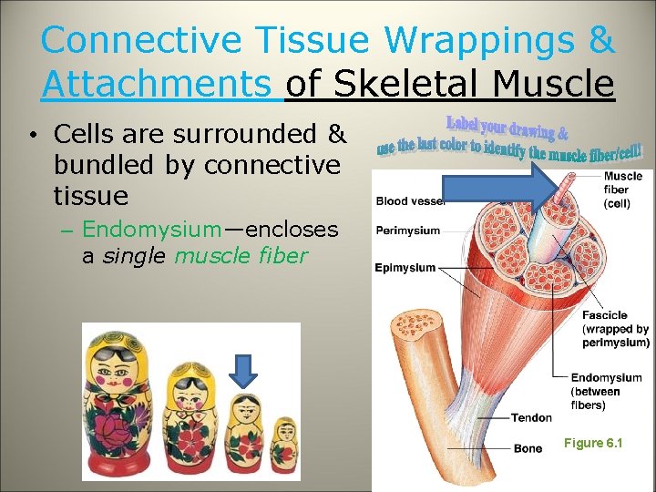 Connective Tissue Wrappings & Attachments of Skeletal Muscle • Cells are surrounded & bundled