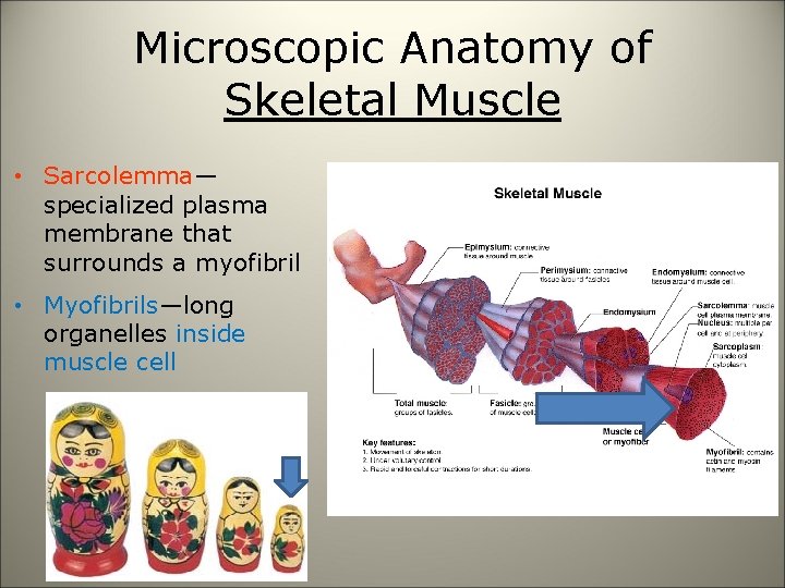 Microscopic Anatomy of Skeletal Muscle • Sarcolemma— specialized plasma membrane that surrounds a myofibril