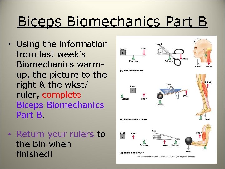 Biceps Biomechanics Part B • Using the information from last week’s Biomechanics warmup, the