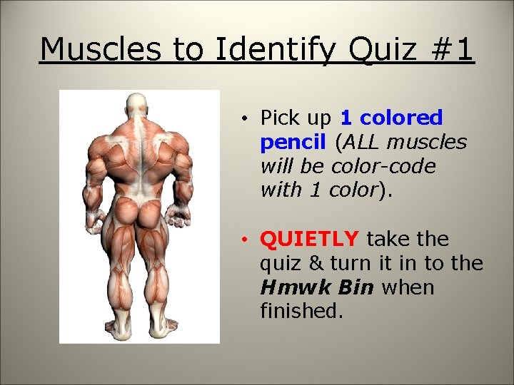 Muscles to Identify Quiz #1 • Pick up 1 colored pencil (ALL muscles will